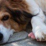 Pas često stavlja šapu na vas? Evo šta vam želi poručiti Pas često stavlja šapu na vas? Evo šta vam želi poručiti - featured image