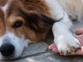 Pas često stavlja šapu na vas? Evo šta vam želi poručiti Pas često stavlja šapu na vas? Evo šta vam želi poručiti - featured image