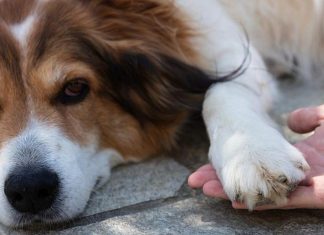 Pas često stavlja šapu na vas? Evo šta vam želi poručiti Pas često stavlja šapu na vas? Evo šta vam želi poručiti - featured image