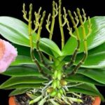 Stavite 1 komad ispod orhideje! Odjednom izraste 100 grana i cvjeta cijele godine Stavite 1 komad ispod orhideje! Odjednom izraste 100 grana i cvjeta cijele godine - featured image