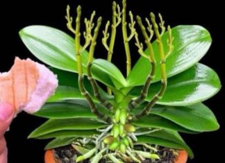 Stavite 1 komad ispod orhideje! Odjednom izraste 100 grana i cvjeta cijele godine Stavite 1 komad ispod orhideje! Odjednom izraste 100 grana i cvjeta cijele godine - featured image