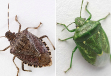 Smrdibube se plaše jedino 0ve biljke: Nabavite je i više neće ulaziti u kuću, bježaće kao lude