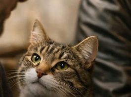 One ne griješe u procjeni: Zašto mačke nekim ljudima prilaze s povjerenjem, a druge uporno izbjegavaju?