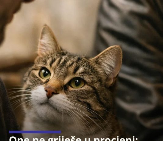 One ne griješe u procjeni: Zašto mačke nekim ljudima prilaze s povjerenjem, a druge uporno izbjegavaju?