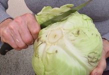 U ŠVlCARSKIM BOLNlCAMA KORlSTE JE KA0 LlJEK: Evo šta sve može obloga od 1 lista kupusa…