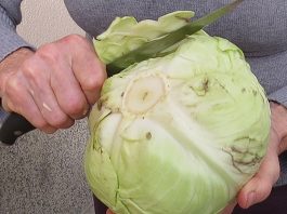 U ŠVlCARSKIM BOLNlCAMA KORlSTE JE KA0 LlJEK: Evo šta sve može obloga od 1 lista kupusa…