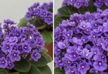 1 kuhinjski sastojak natjerat će vaše LJUBIČICE da procvjetaju preko noći!