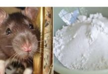 Uz pomoć ovoga riješite se miševa: Samo sam ga spustio na zemlju i sutradan miševa nema nigdje!