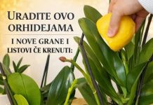 URADITE OVO ORHIDEJAMA I NOVE GRANE I LISTOVI ĆE KRENUTI: Stalno Će Cvjetati, A Orhideja Će Biti Prelijepa