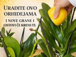 URADITE OVO ORHIDEJAMA I NOVE GRANE I LISTOVI ĆE KRENUTI: Stalno Će Cvjetati, A Orhideja Će Biti Prelijepa