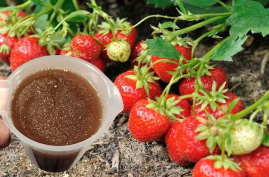 Samo 100 ML na jagode I rod se duplira: ovaj trik vrtlari kriju, a rezultat će vas oduševiti! - featured image Samo 100 ML na jagode I rod se duplira: ovaj trik vrtlari kriju, a rezultat će vas oduševiti! - featured image