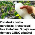 Dvostruka Berba Paradajza, Krastavaca I Bez Štetočina: Sipajte ovo u baštu! Dvostruka Berba Paradajza, Krastavaca I Bez Štetočina: Sipajte ovo u baštu! - featured image